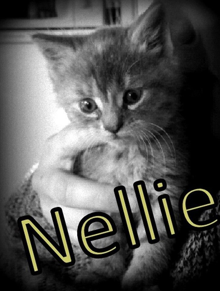 Blanding af racer Nellie - Photoshop billede billede 1