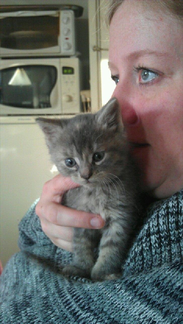 Blanding af racer Nellie billede 2