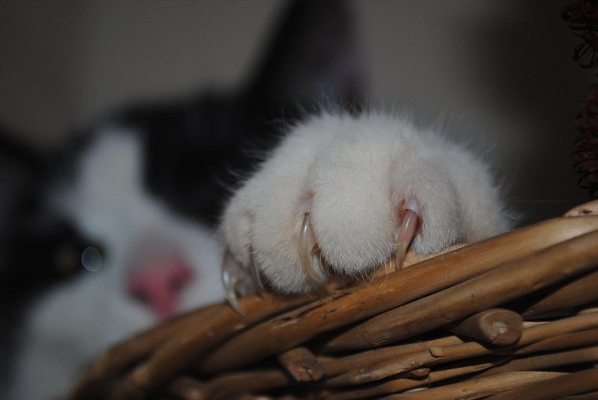 Huskat Jens Verner billede 5