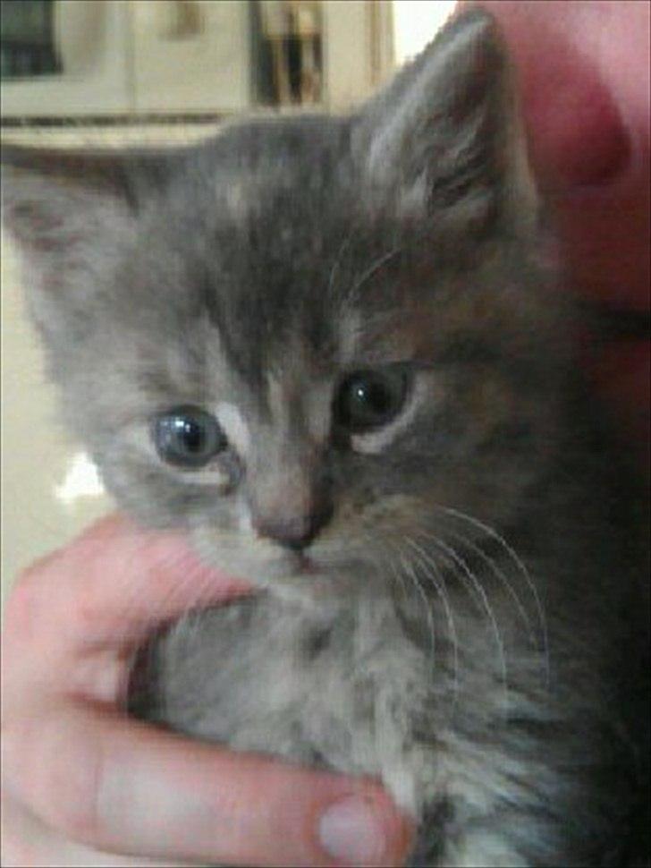 Blanding af racer Nellie billede 3