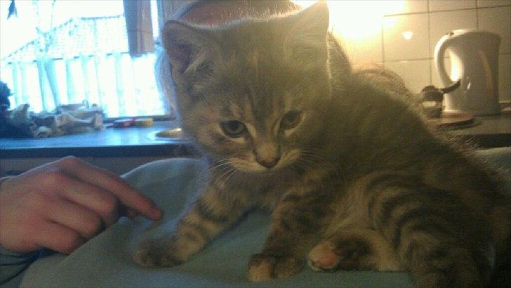 Blanding af racer Nellie billede 4