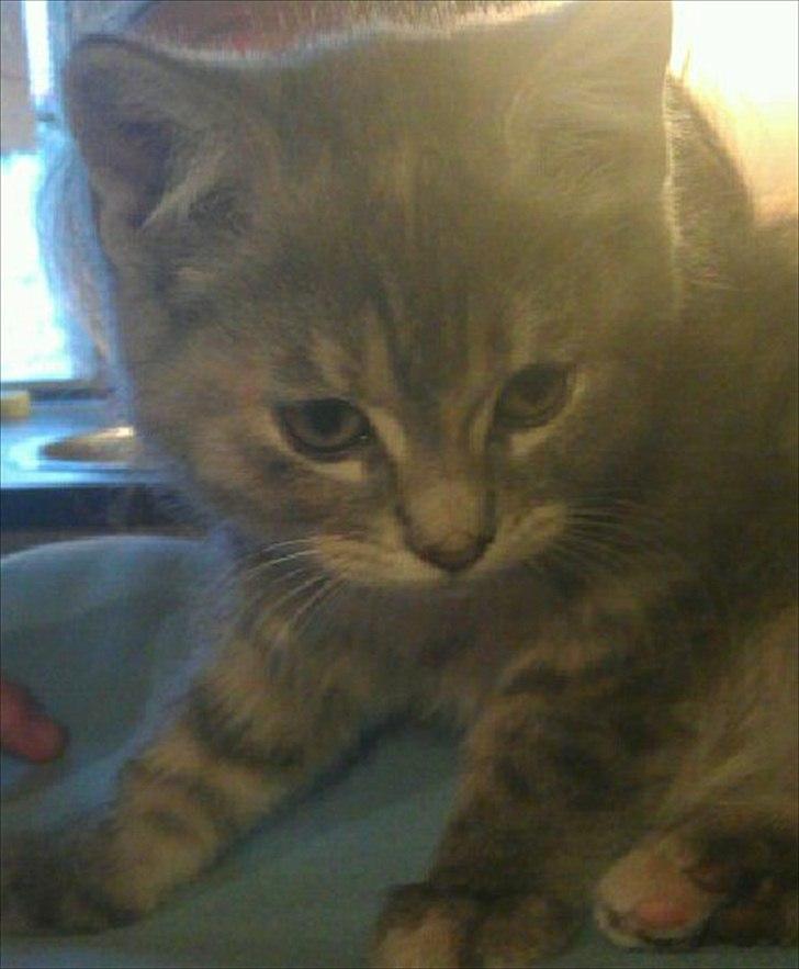 Blanding af racer Nellie billede 5