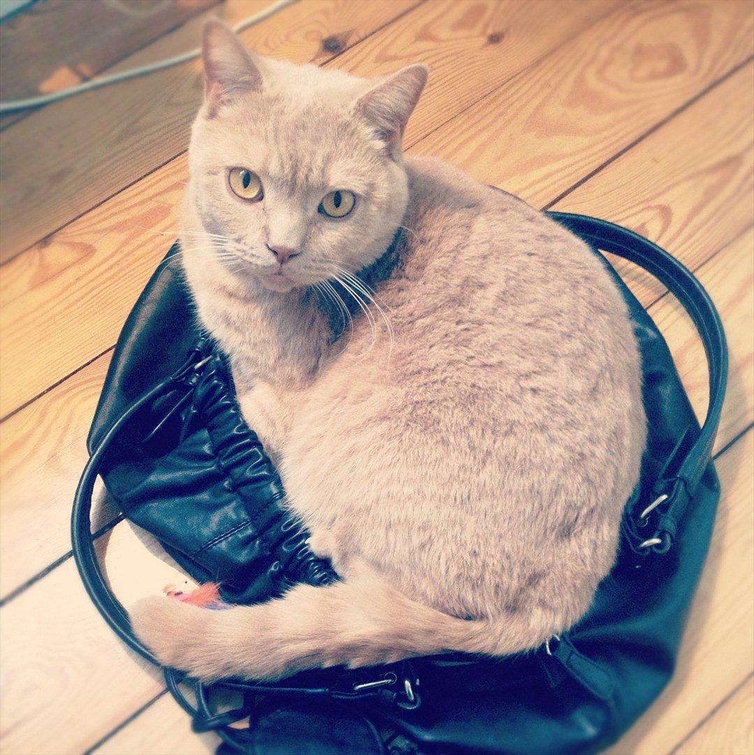 British Shorthair Leeza's Cream Chico (Tico) - Chico eeeeeelsker håndtasker. billede 12