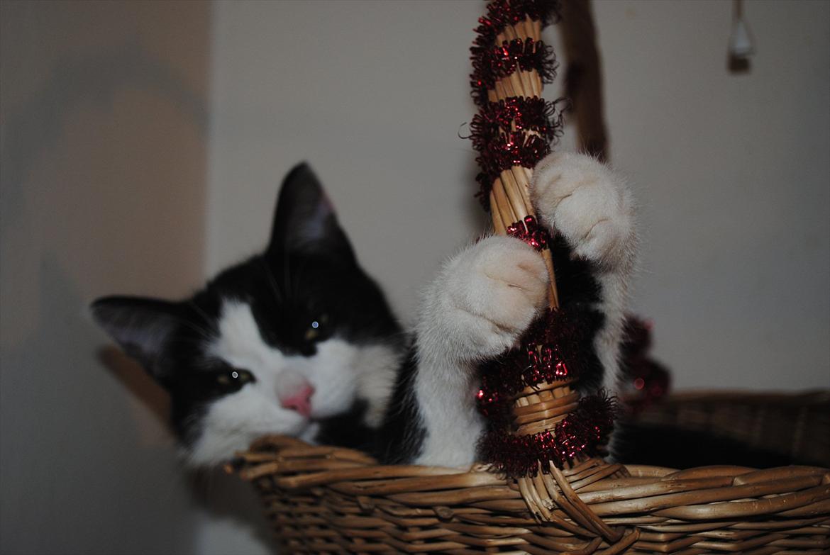 Huskat Jens Verner billede 6