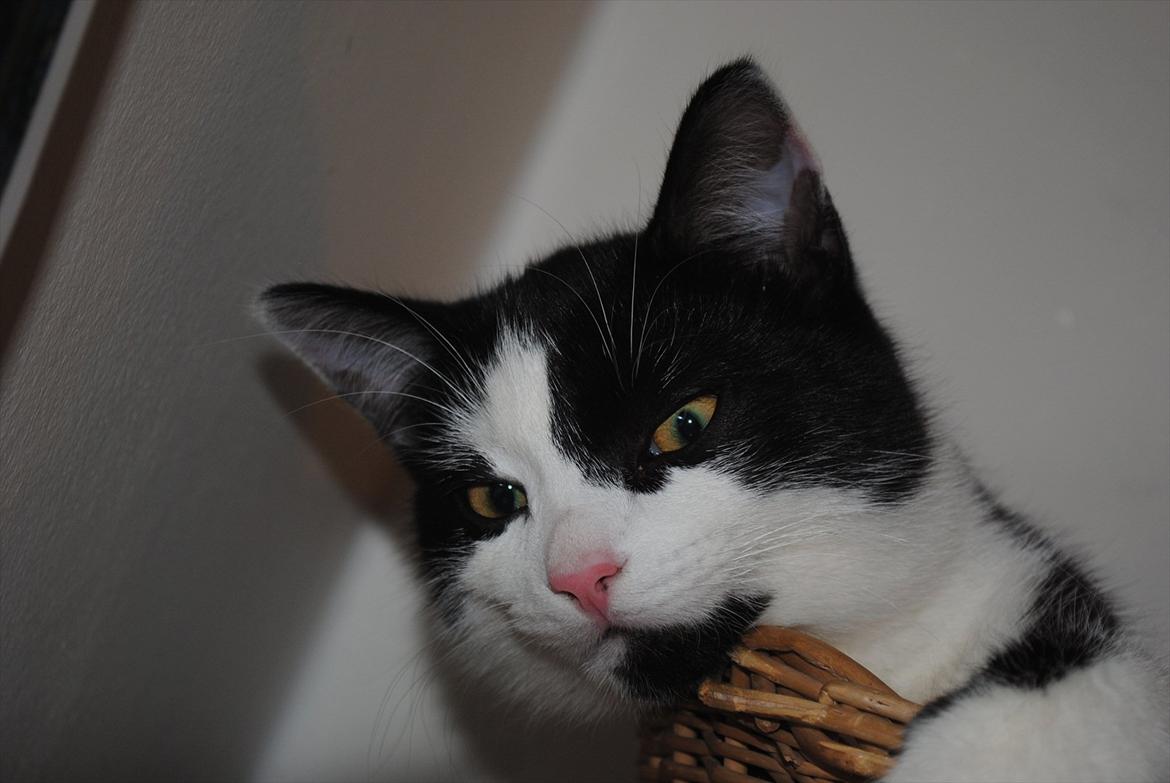 Huskat Jens Verner billede 7