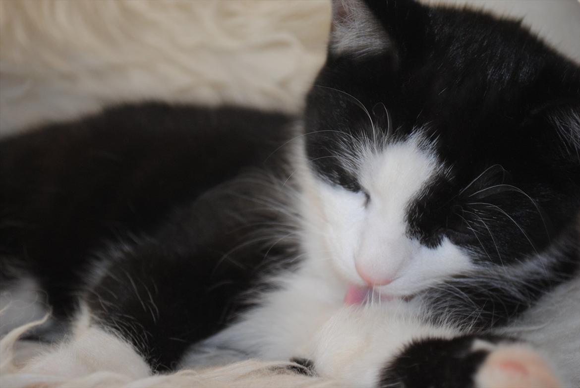 Huskat Jens Verner billede 1