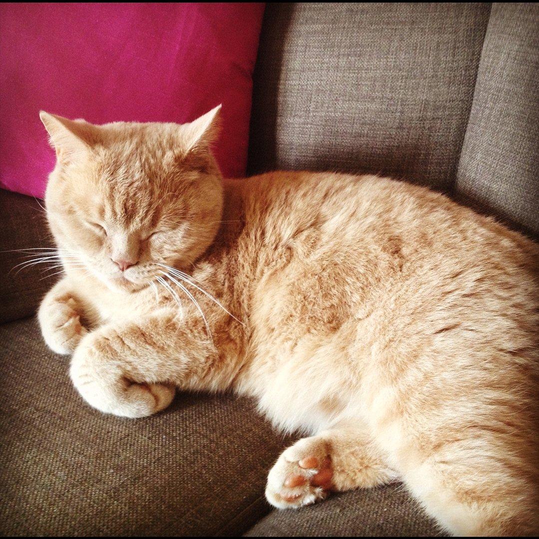 British Shorthair Leeza's Cream Chico (Tico) billede 13