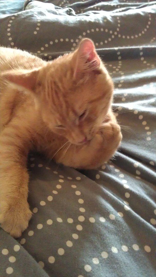 Huskat Milo billede 6