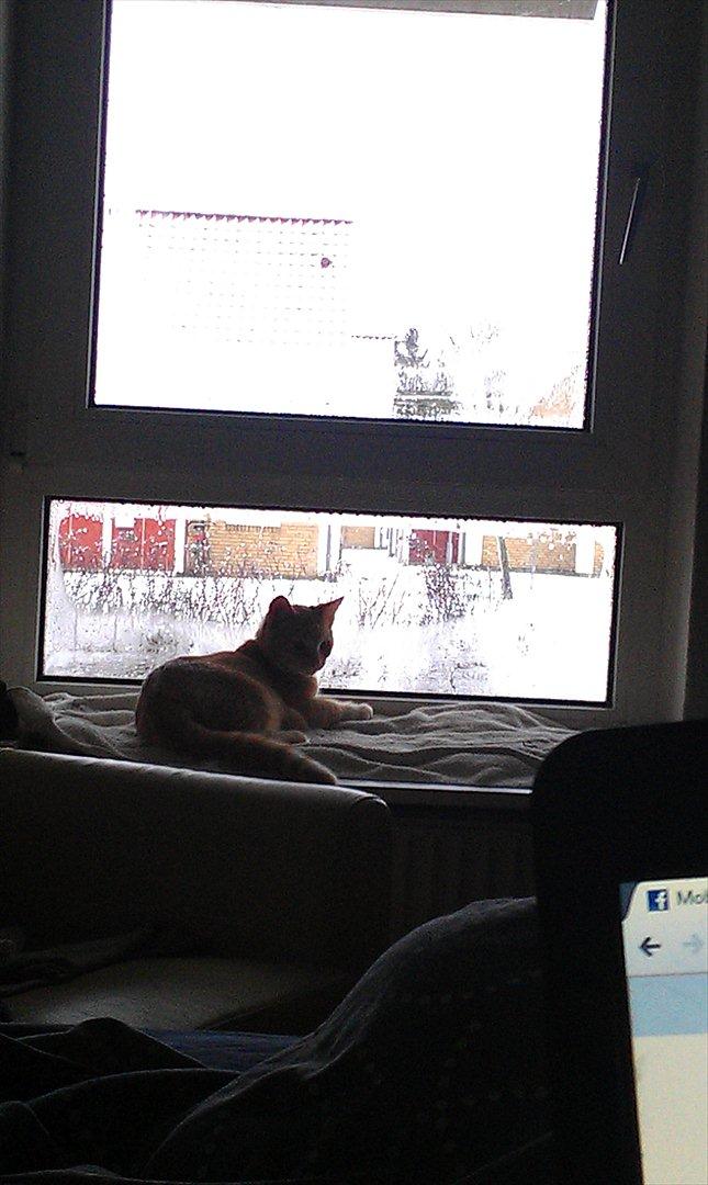 Huskat Milo billede 8