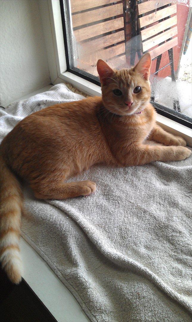 Huskat Milo - Smukke Milo (5 mrd. gammel) billede 1