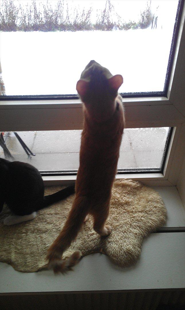 Huskat Milo billede 4