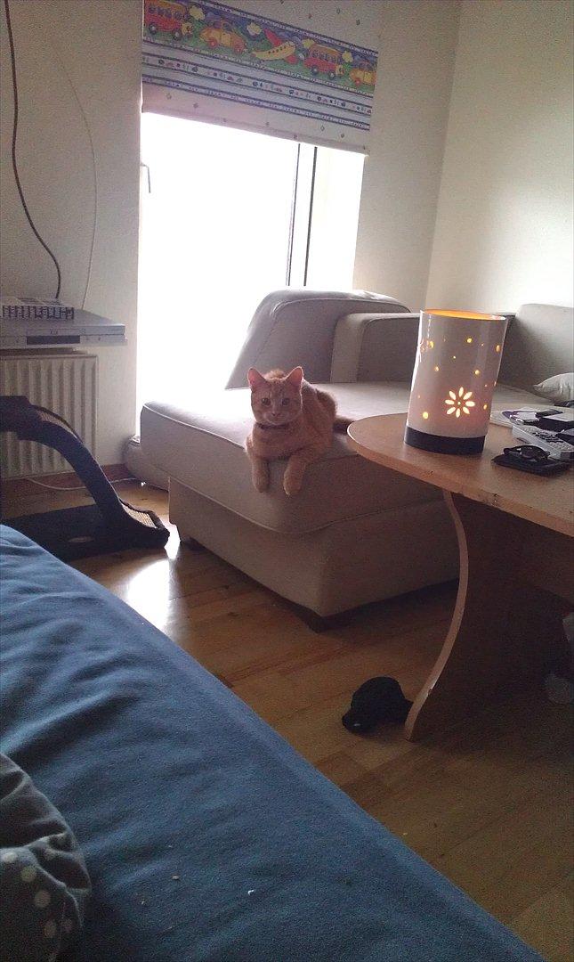 Huskat Milo - hvis nogen skulle være i tvivl så er det sådan her en kat ser ud når den ikke forstår at den får skældud for at gå på bordene ;) billede 7