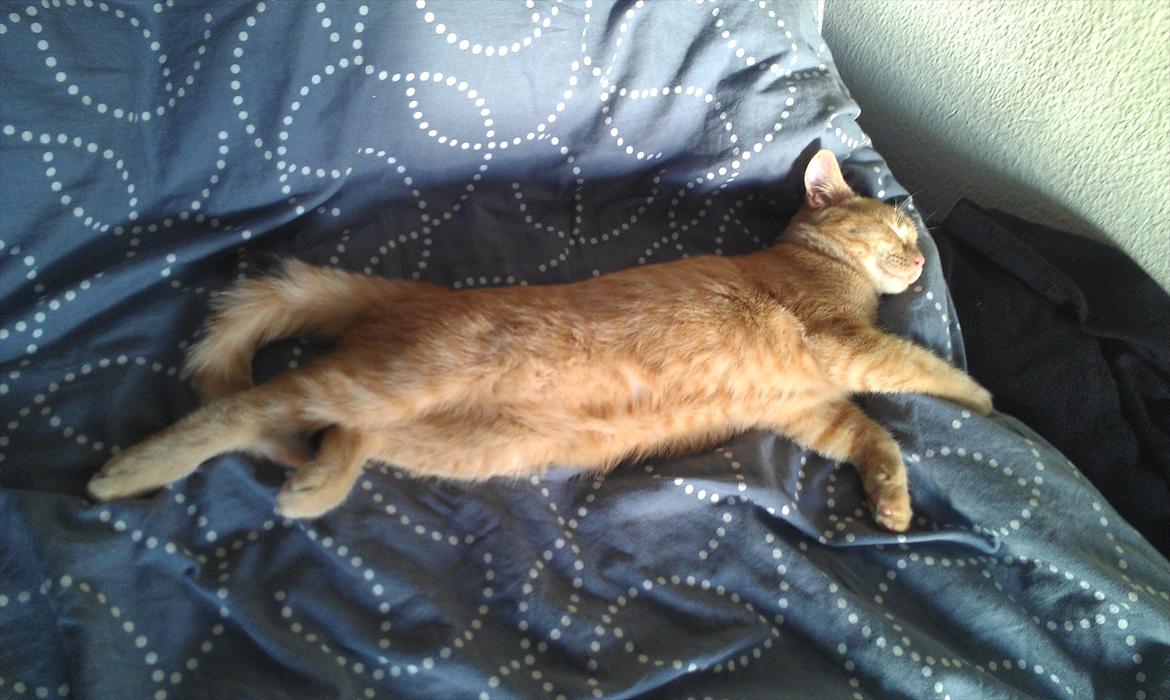 Huskat Milo billede 5