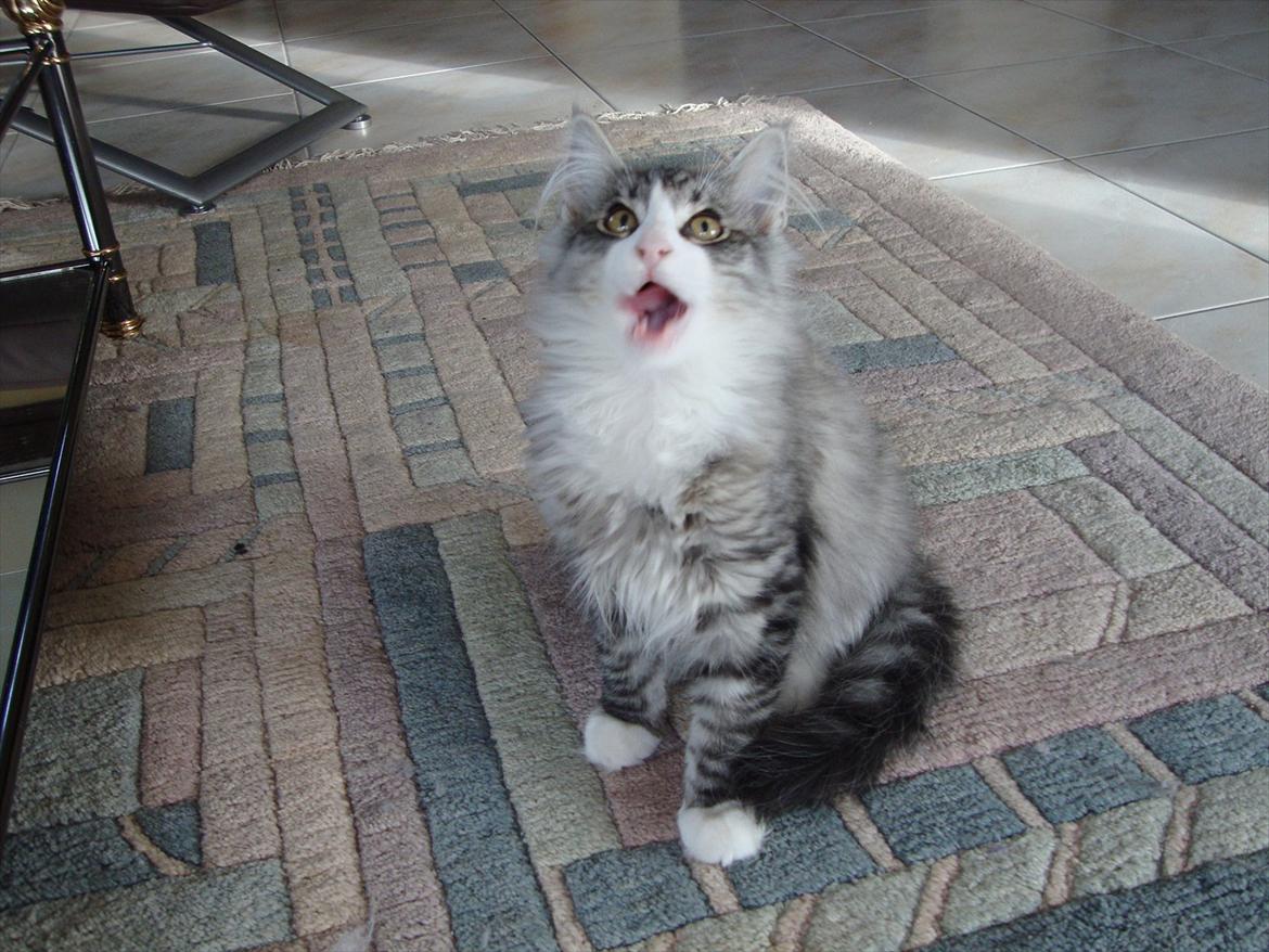 Norsk Skovkat Don Vito billede 4