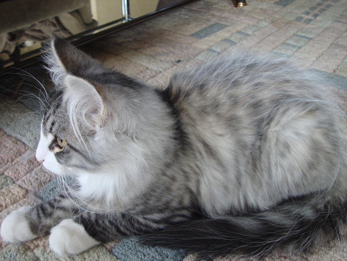 Norsk Skovkat Don Vito billede 5