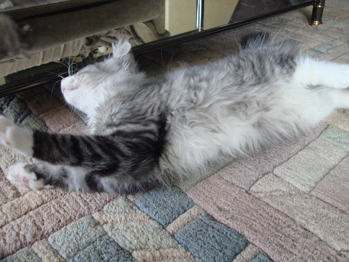 Norsk Skovkat Don Vito billede 6