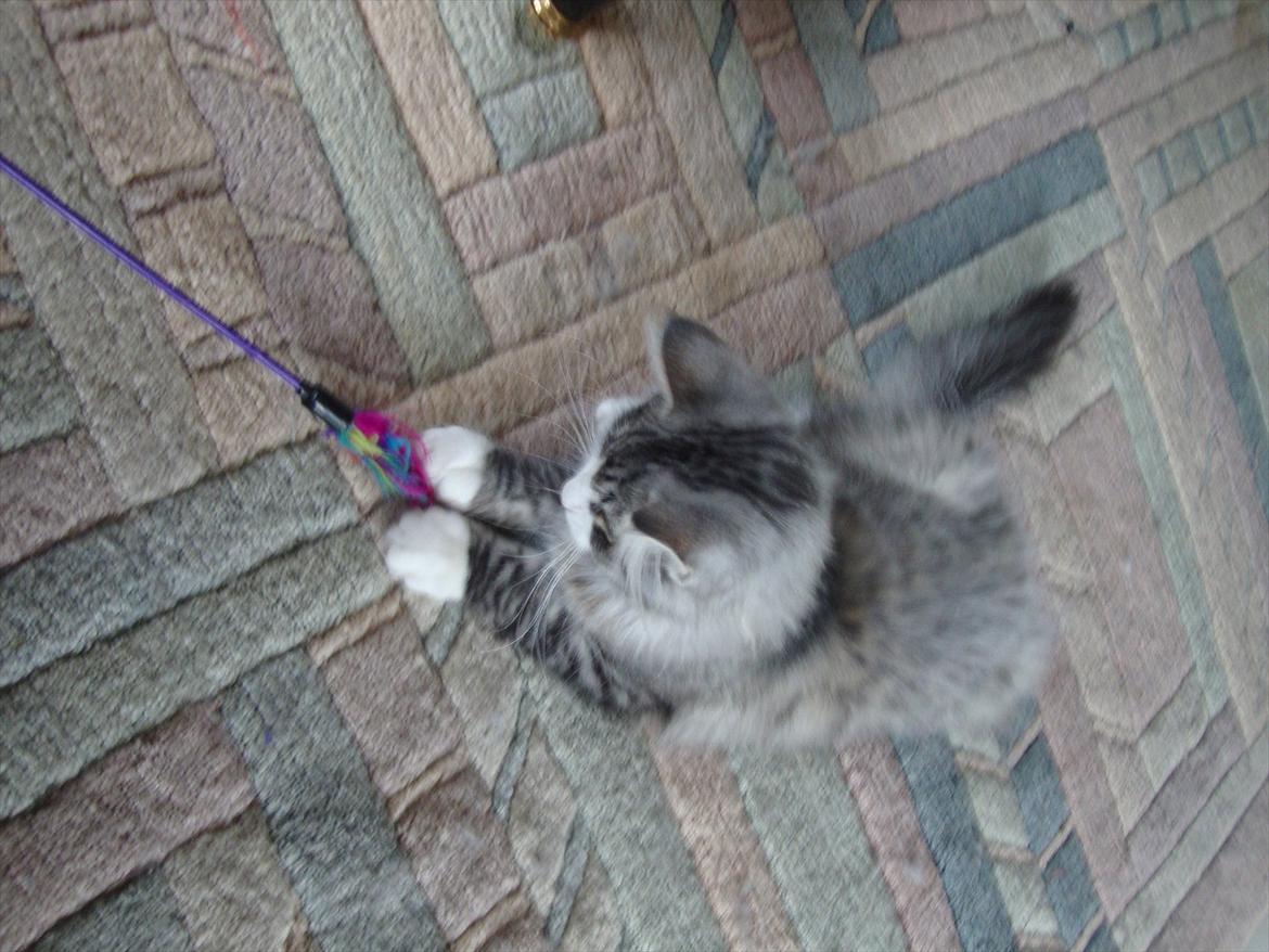 Norsk Skovkat Don Vito billede 7