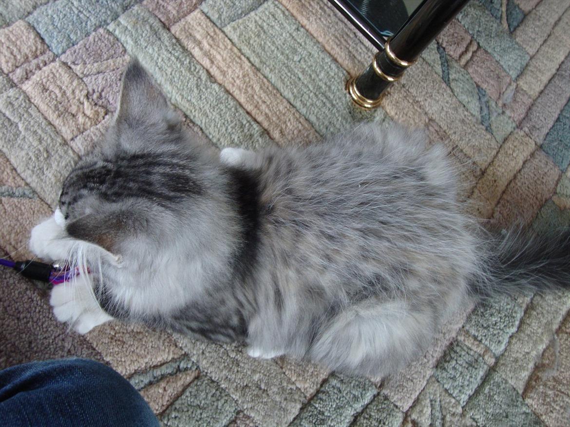 Norsk Skovkat Don Vito billede 8