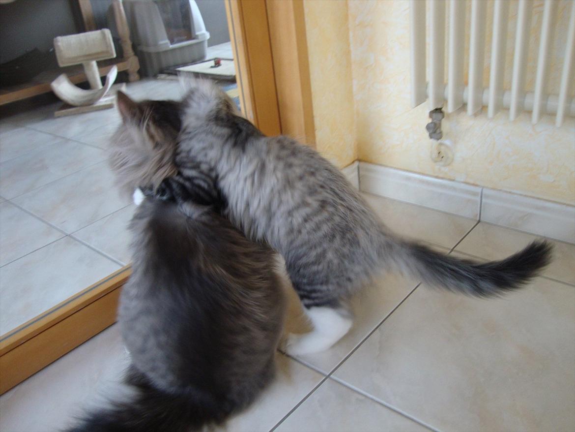 Norsk Skovkat Don Vito - mon det er lig med et knus i katteverdenen ? ;) billede 9