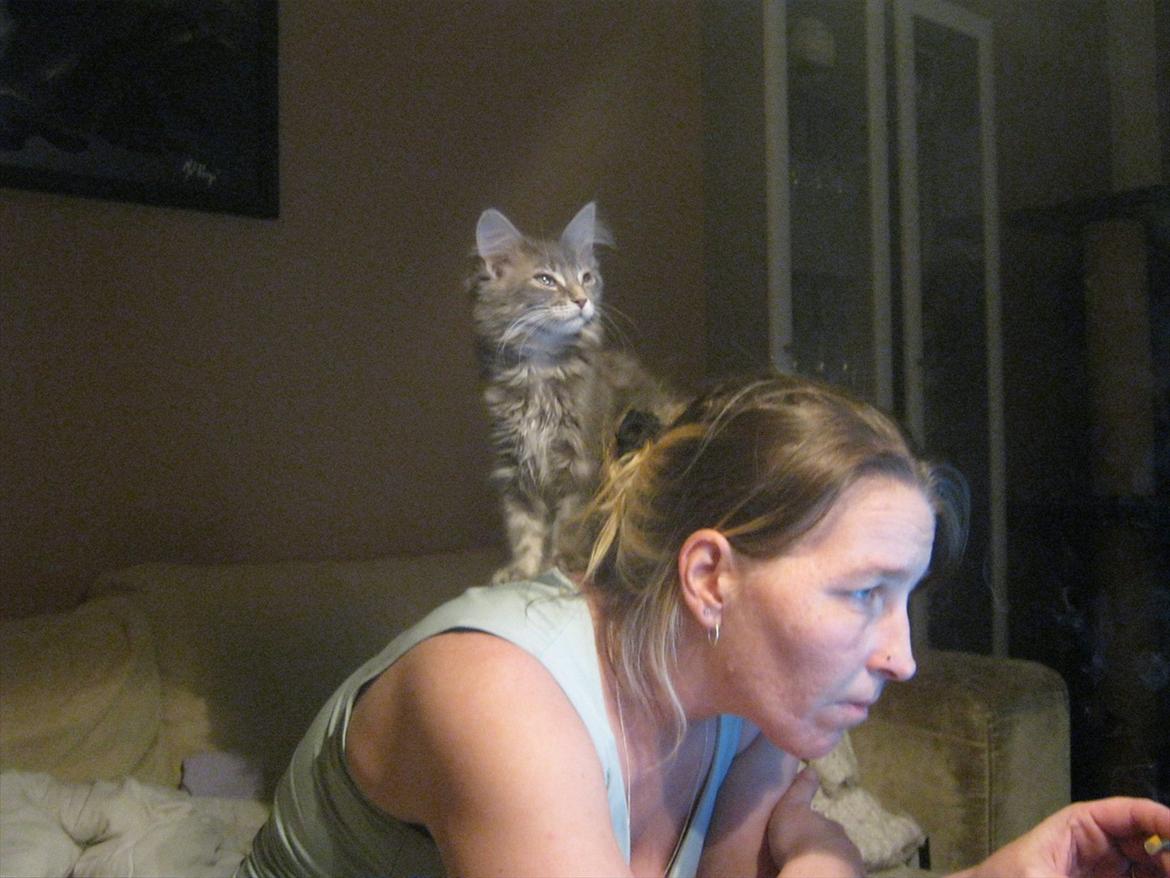 Maine Coon Lykkekatte´s Silky Blue billede 16