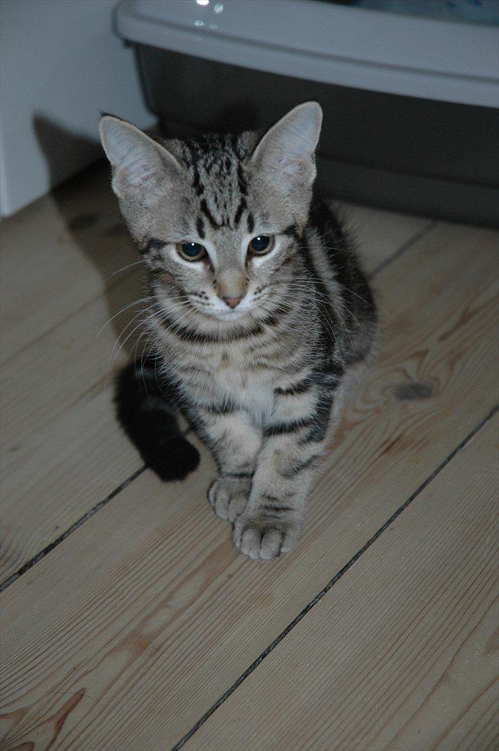 Blanding af racer Hot Chilly billede 7