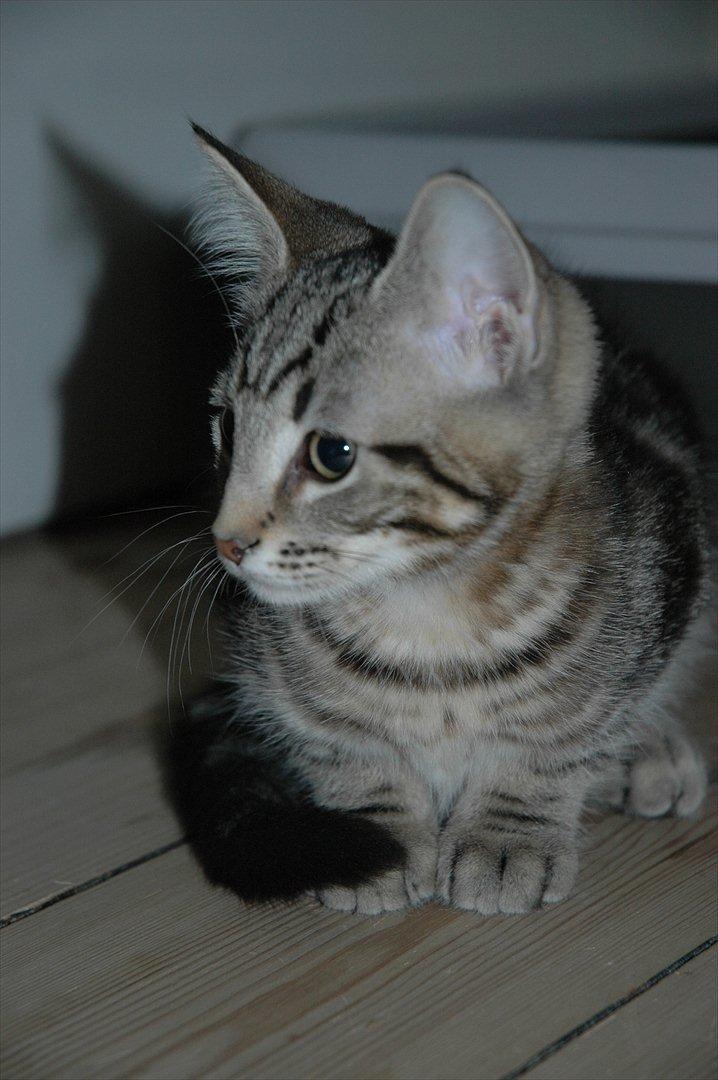 Blanding af racer Hot Chilly billede 9