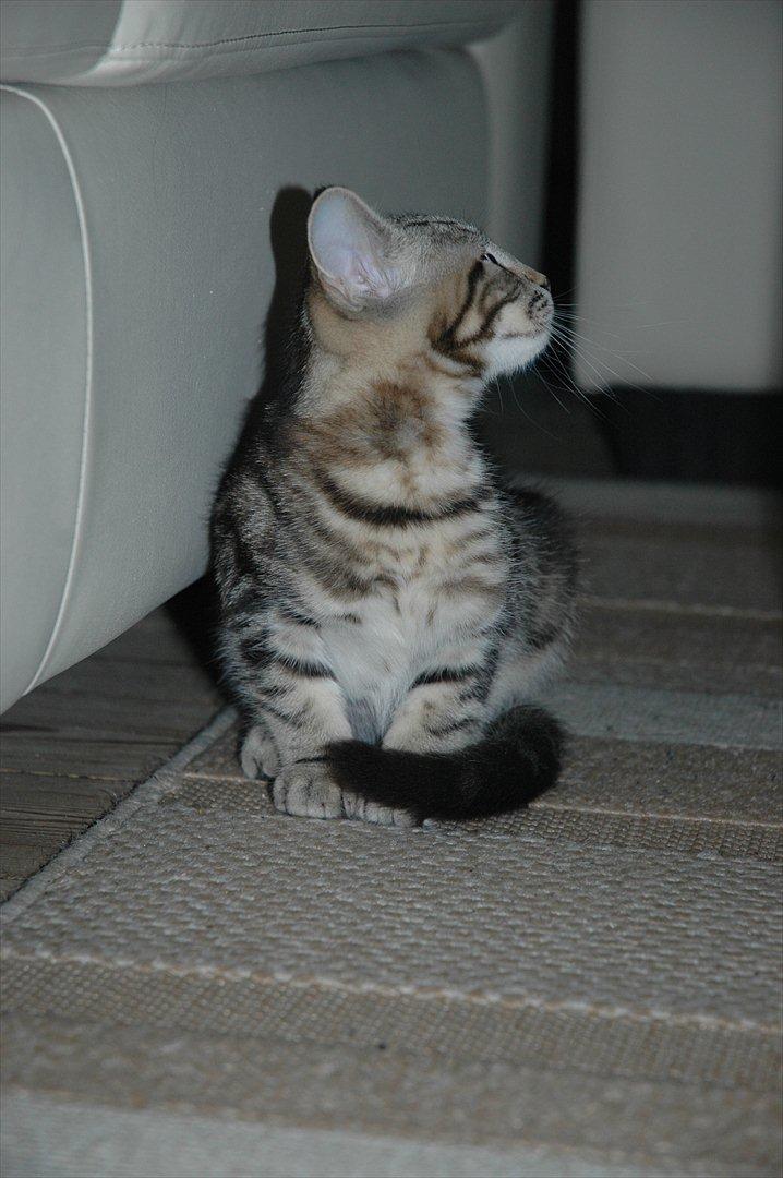 Blanding af racer Hot Chilly billede 11