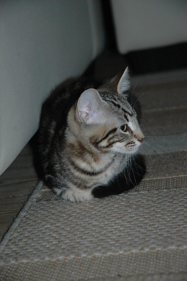 Blanding af racer Hot Chilly billede 13