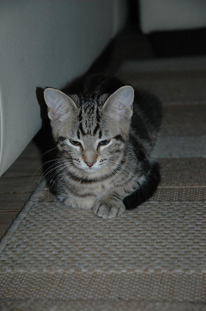 Blanding af racer Hot Chilly billede 14