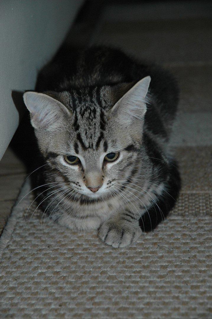 Blanding af racer Hot Chilly billede 15