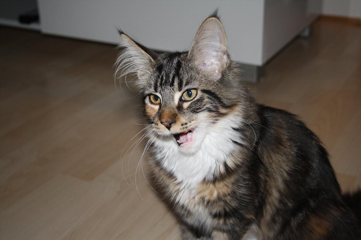 Maine Coon Solgt.. Felina billede 10