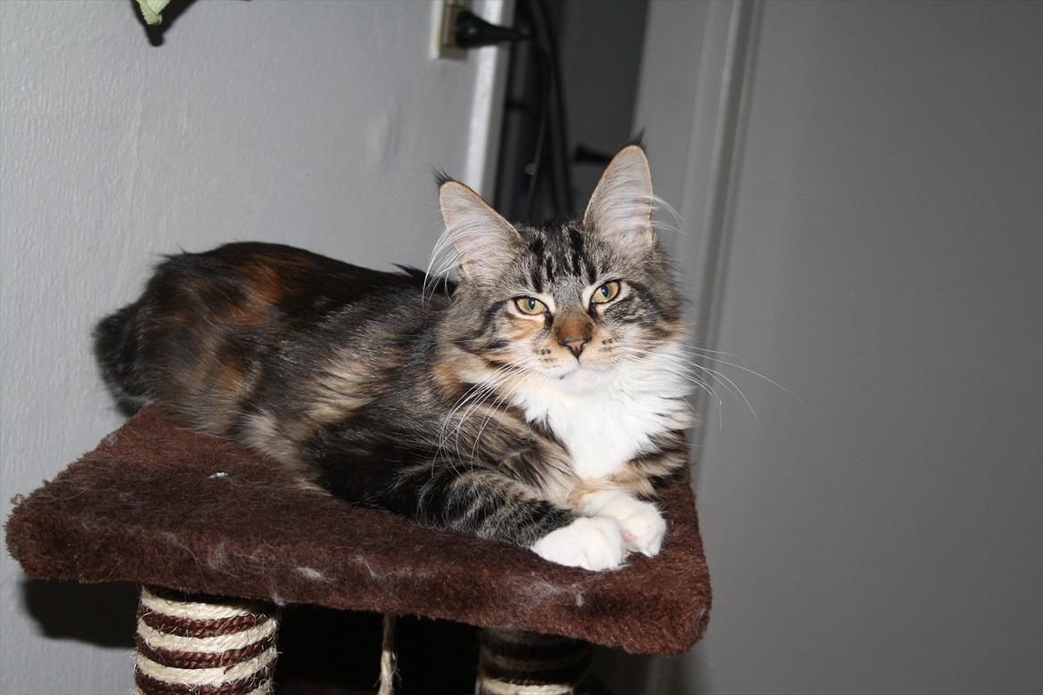 Maine Coon Solgt.. Felina billede 11