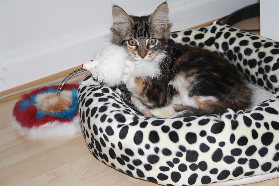 Maine Coon Solgt.. Felina billede 12