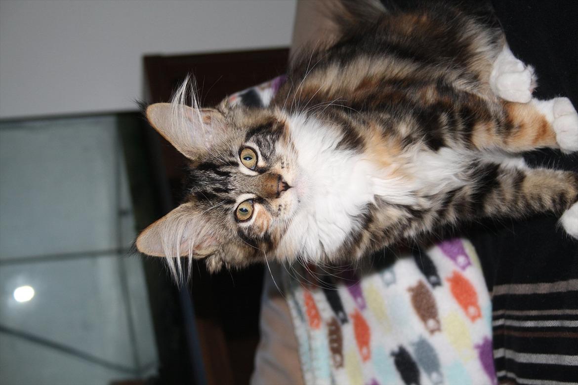 Maine Coon Solgt.. Felina billede 13