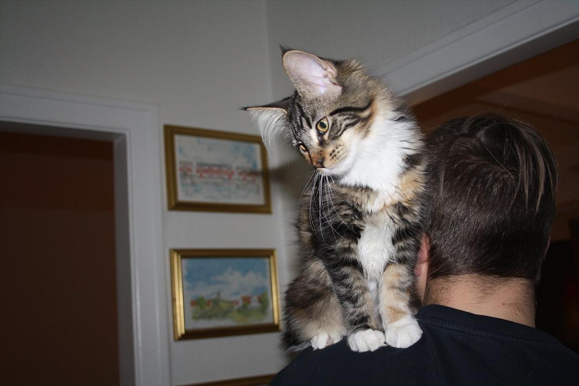 Maine Coon Solgt.. Felina billede 14