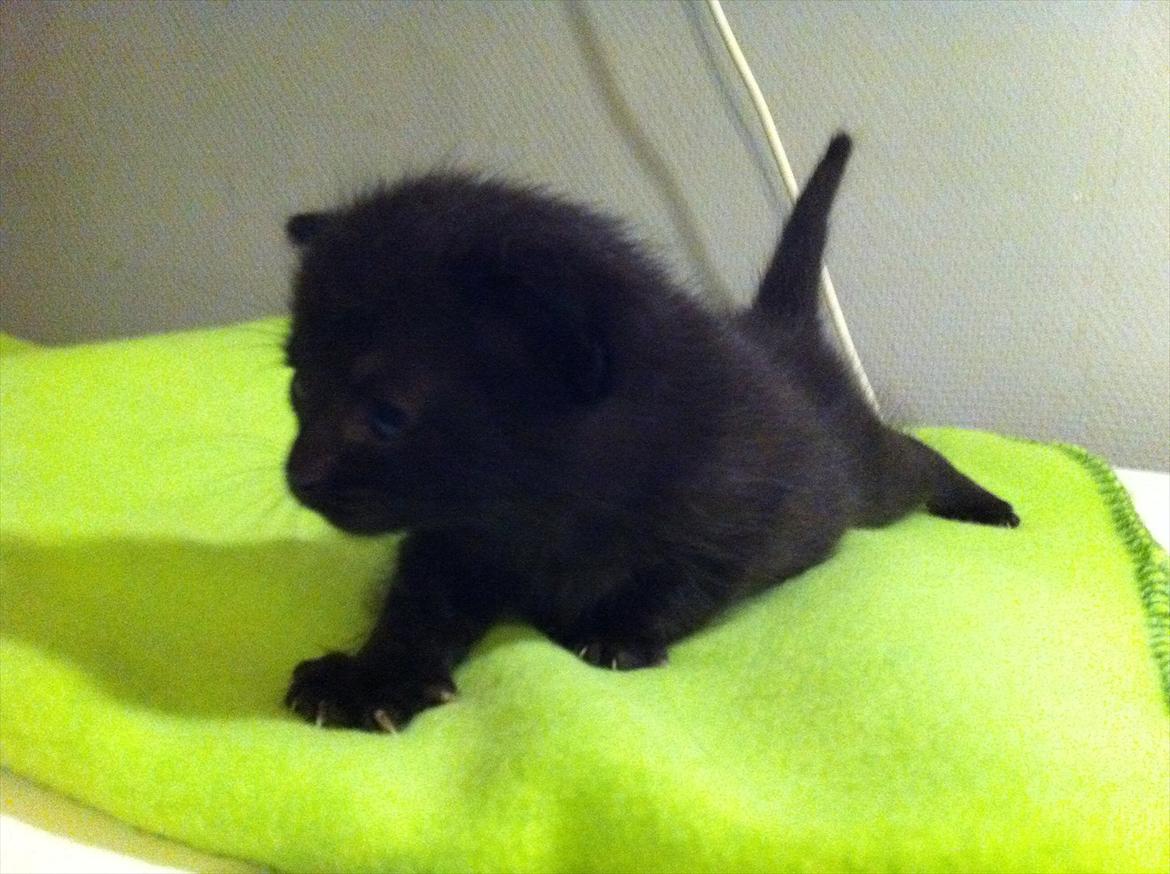 Huskat Himmelmis Manse - første gang min nye mor og far besøgte mig billede 2