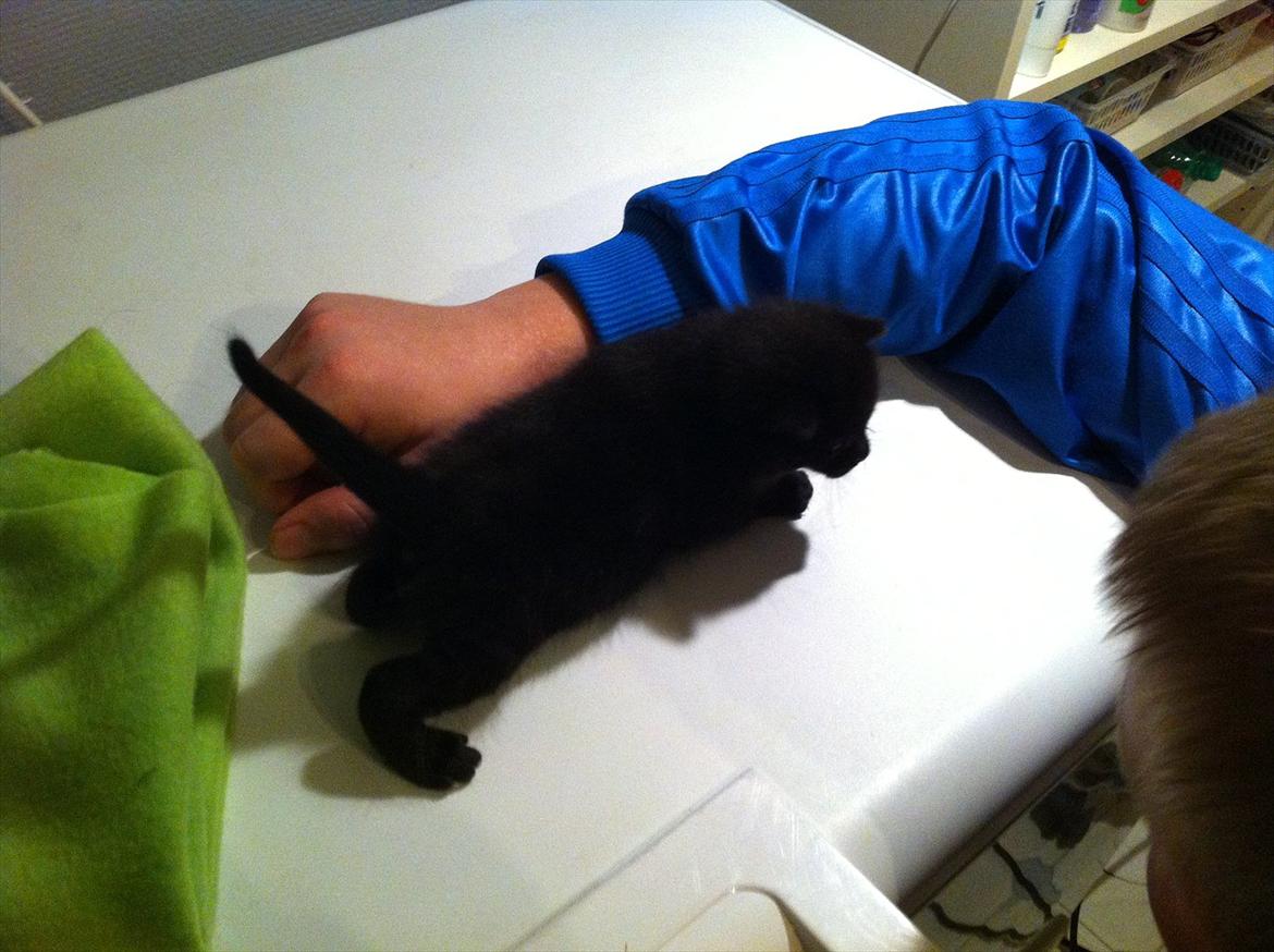 Huskat Himmelmis Manse - Jeg skal lige se den nye far lidt an billede 4