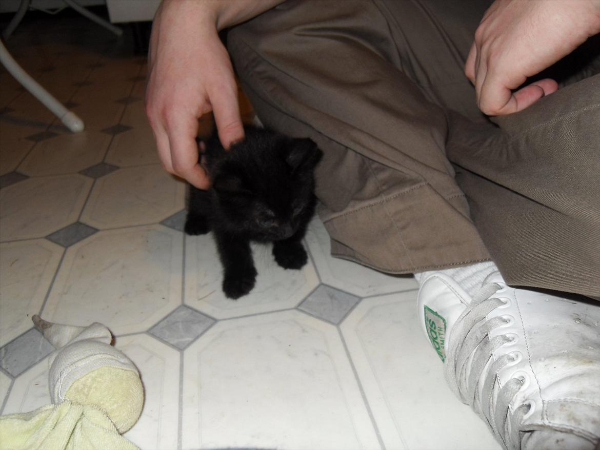 Huskat Himmelmis Manse - nu er det anden gang de besøger mig.. så kan vi godt lege :D billede 5