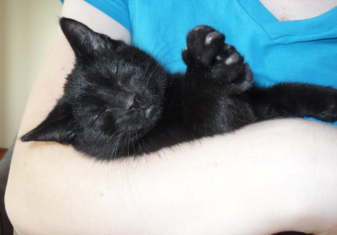 Huskat Himmelmis Manse - En lur i fars arme. Jeg er lige kommet til mit nye hjem billede 1