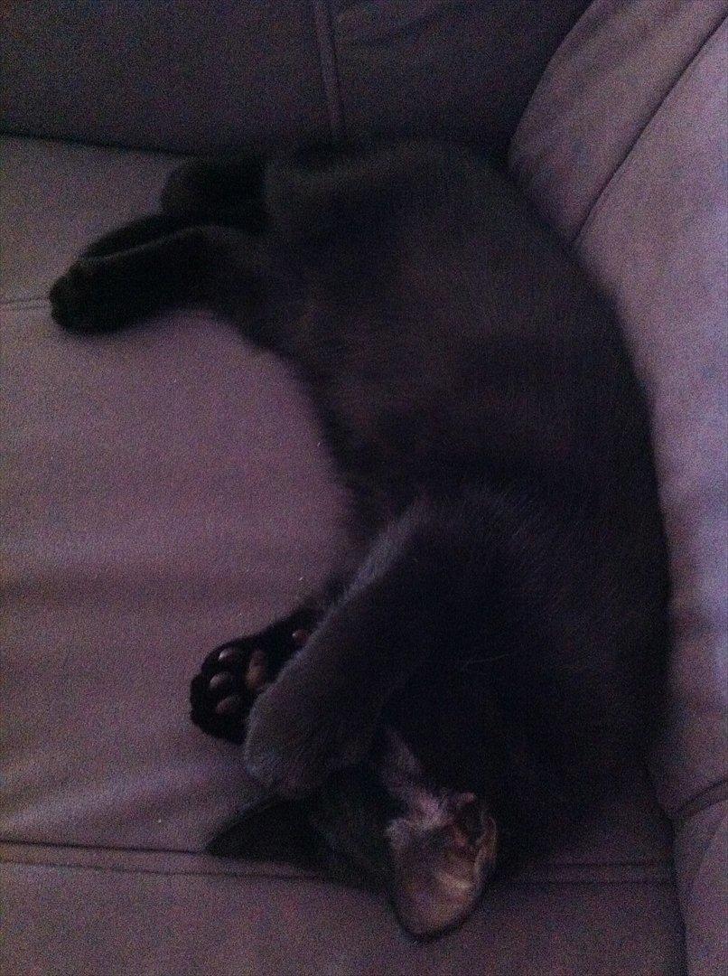 Huskat Himmelmis Manse - alt det tv gør mig træt.. billede 6