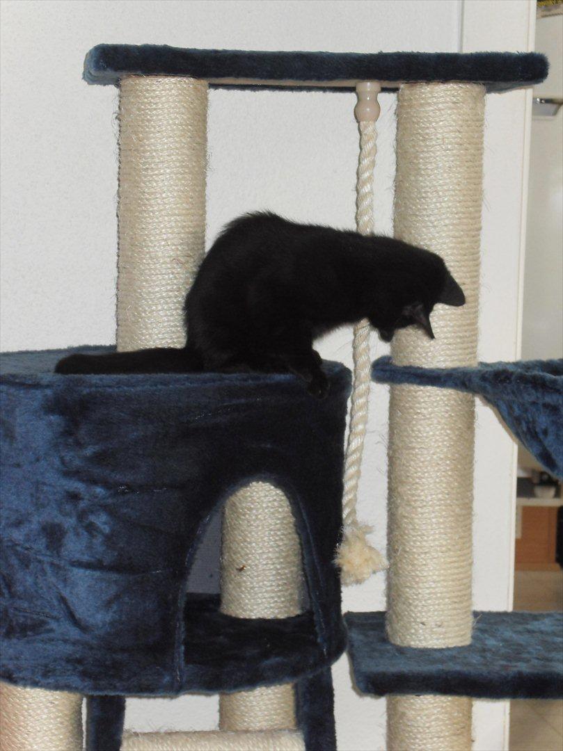 Huskat Himmelmis Manse - Dette er mit nye klatretræ.. billede 7