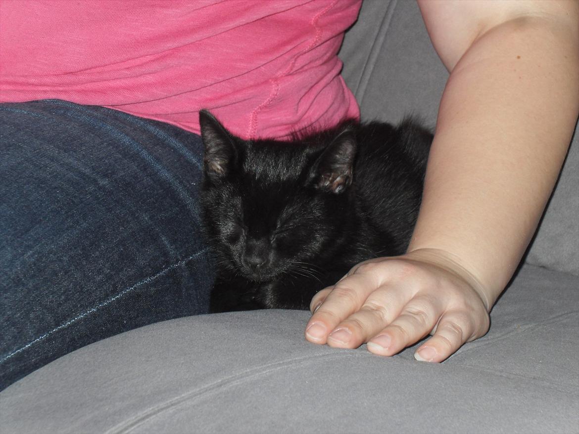 Huskat Himmelmis Manse - Efter en lang dag i nyt hjem skal jeg sove hos min mor. billede 8