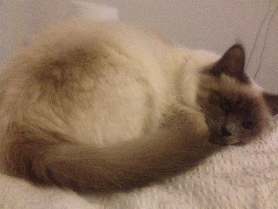 Hellig Birma Lilly billede 2