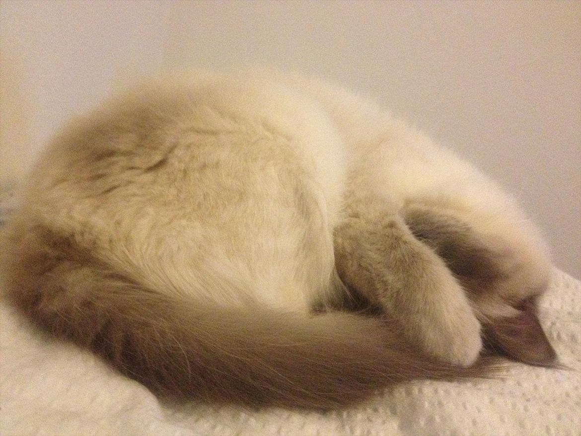 Hellig Birma Lilly billede 7