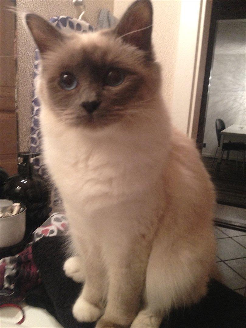 Hellig Birma Lilly billede 4