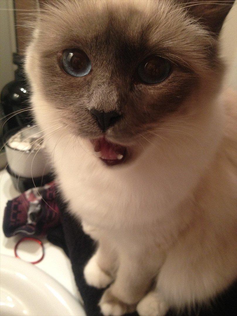 Hellig Birma Lilly billede 3