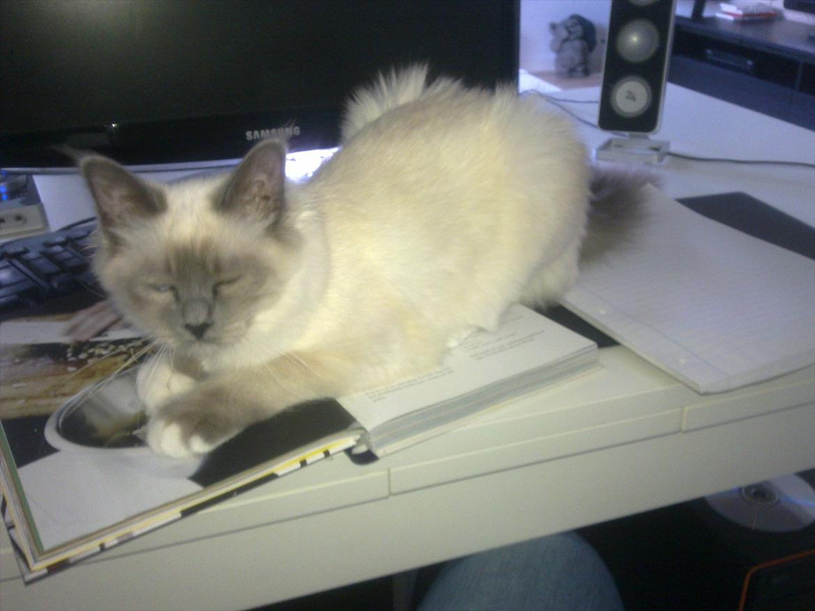 Hellig Birma Lilly billede 8