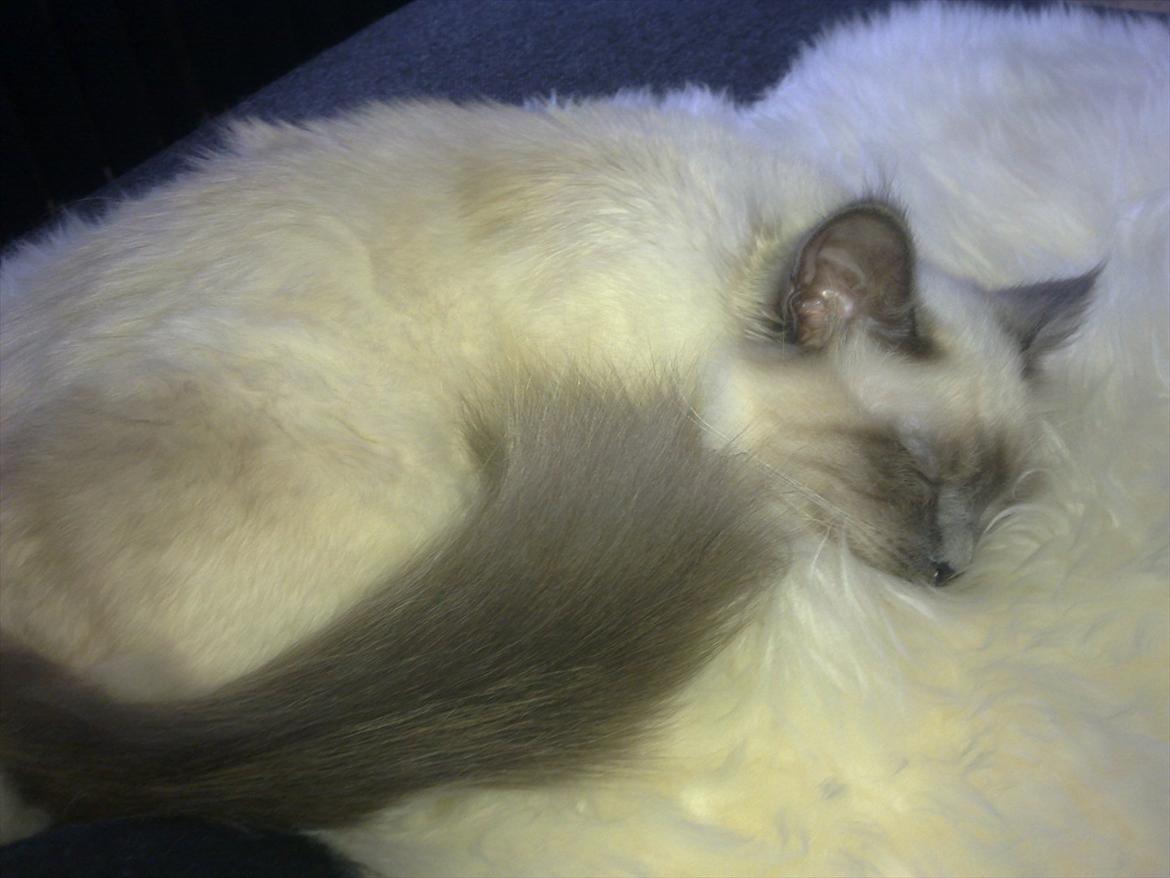 Hellig Birma Lilly billede 6