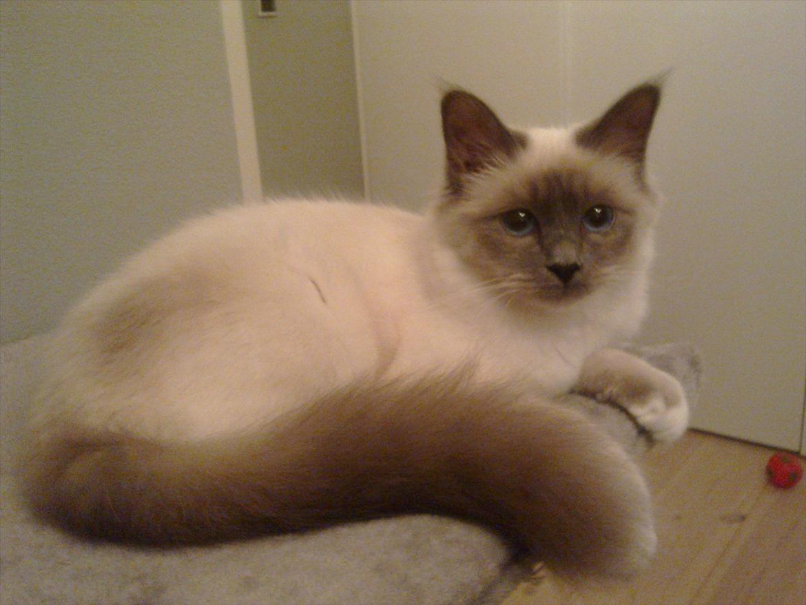 Hellig Birma Lilly billede 1