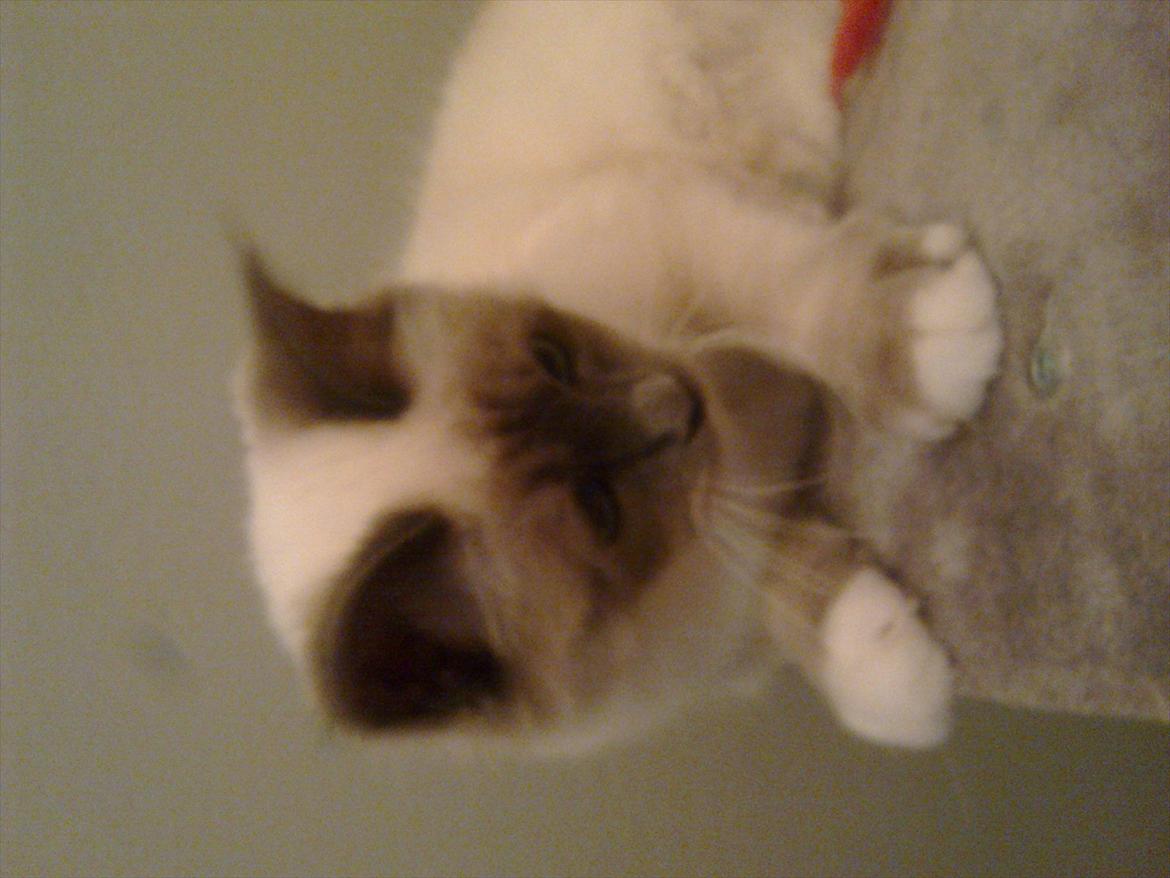 Hellig Birma Lilly billede 5